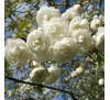 Вишня железистая Альба Плена (Prunus glandulosa  Alba Plena) С2